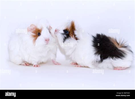 Peruvian guinea pig Stock Photo - Alamy