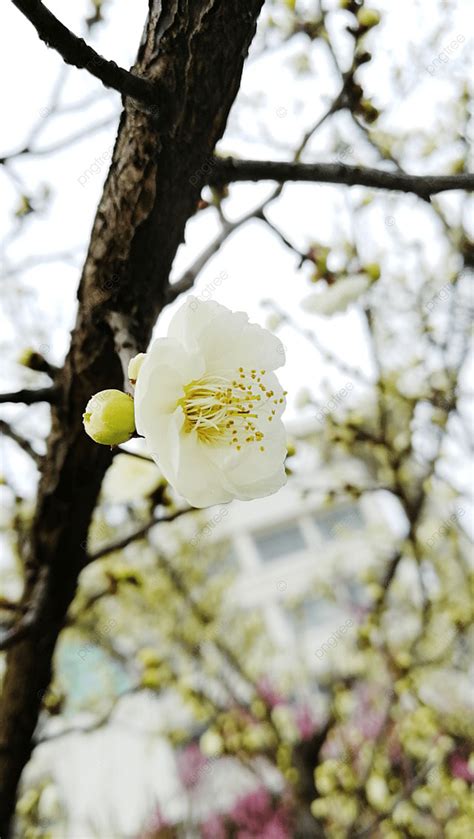 Tender Yellow Apricot Flower Natural Landscape Photography Map ...