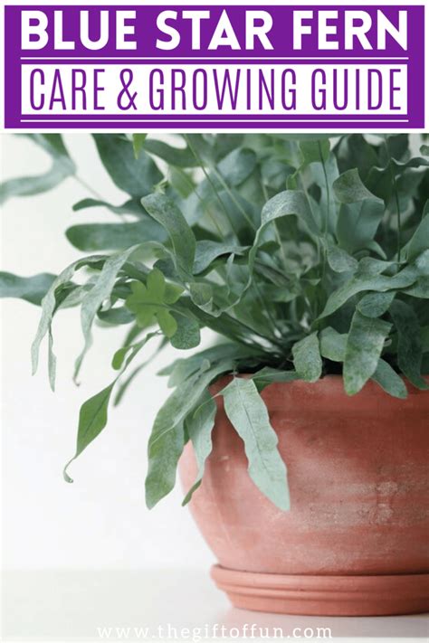 Blue Star Fern Care Growing Guide Hobby Plants