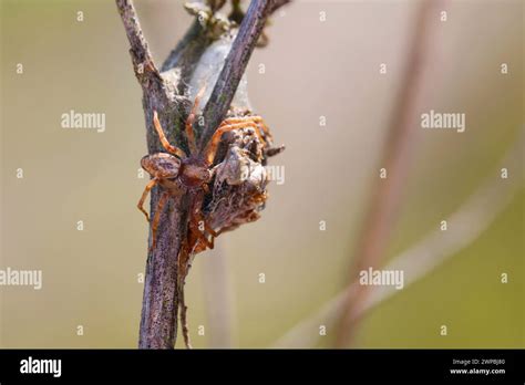 Philodromid Crab Spider Wandering Crab Spider Philodromus Cf