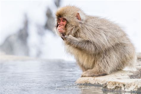 Japanese Snow Monkeys | Japan Photo Guide