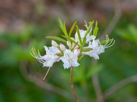 mountain azalea info tips  growing wild azaleas  gardens