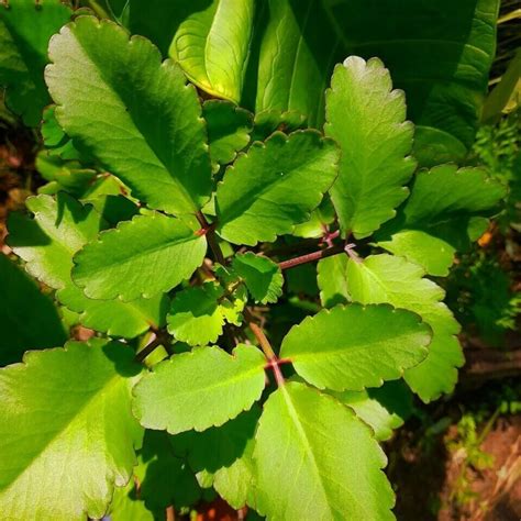 Kalanchoe Pinnata Life Plant Goethe Miracle Leaf Rooted