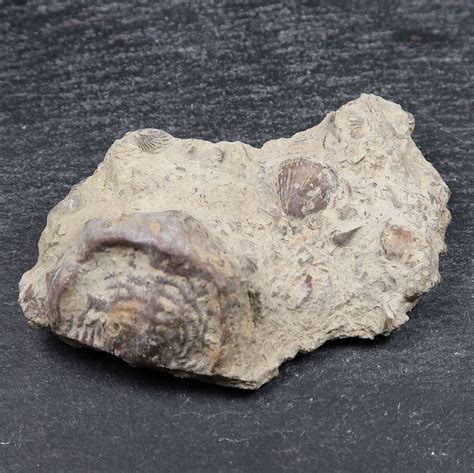 Leptaena Depressa Brachiopod Fossils Buy Uk Fossil Specimens Online