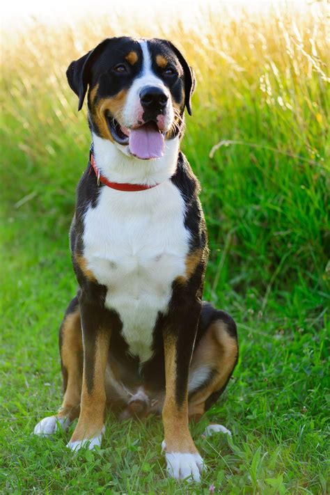 See The big cutest dogs That Are So Cute You Won't Be Able To Resist