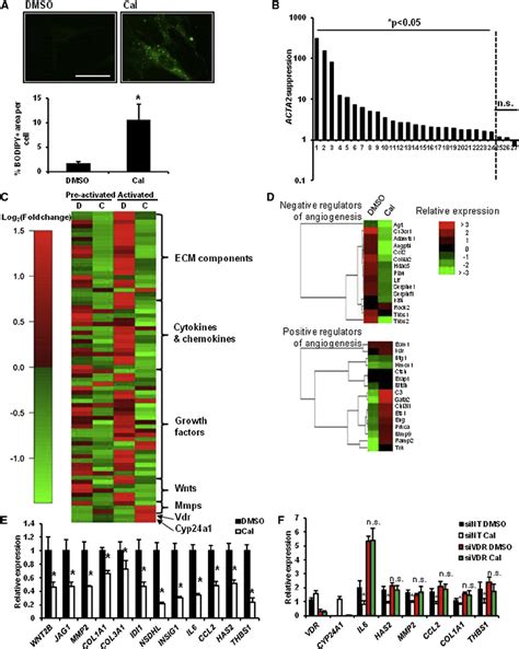 A VDR Regulated Transcriptional Network Opposes PSC Activation A