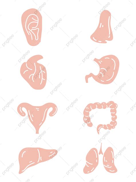 Material De órganos Humanos Planos Vectoriales Png Vector Plano Color Png Y Vector Para