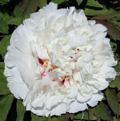 Guardian Of The Monastery Tree Peony Rockii Hybrid Halifax