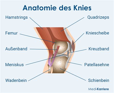 Kniegelenk Anatomie Funktion Und Klinik