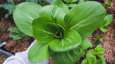 Bok Choy Grow Guide Everything For Your Garden