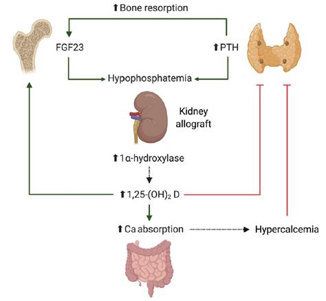 Mineral Bone Disorders In Kidney Transplantation Dr Leonardo Riella