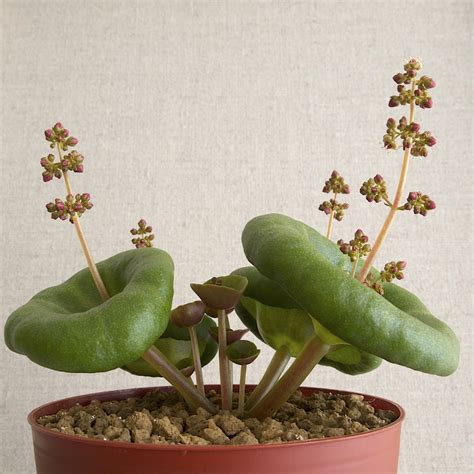 Crassula umbella | succulents | Pinterest