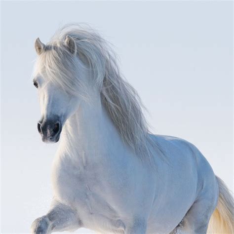 11 Small Horse And Pony Breeds | Helpful Horse Hints