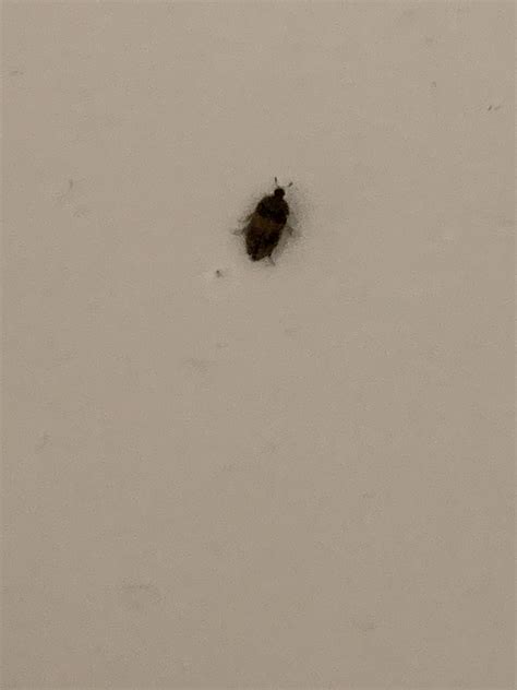 Bed bug or beetle? Feedback is always appreciated! : r/Bedbugs