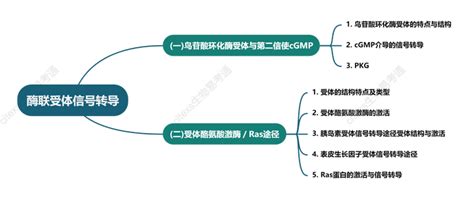 细胞生物学高频考点（九）之酶联受体信号转导内容及思维导图 知乎