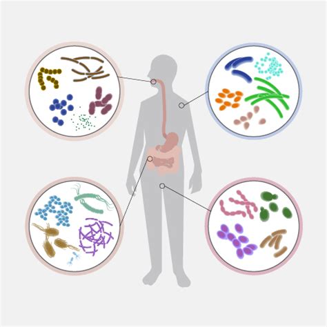 Human Microbiota