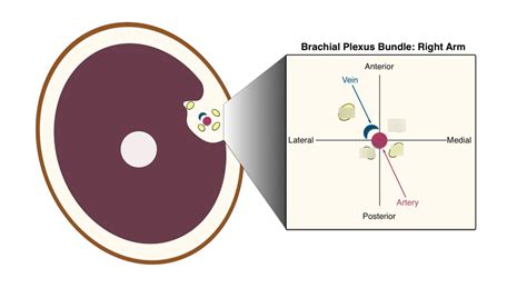 Axillary n. block Diagram | Quizlet