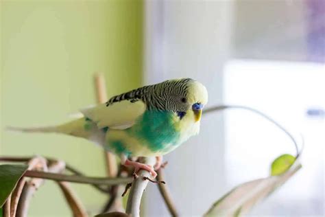 Why Do Parakeets Puff Up Bird Lover