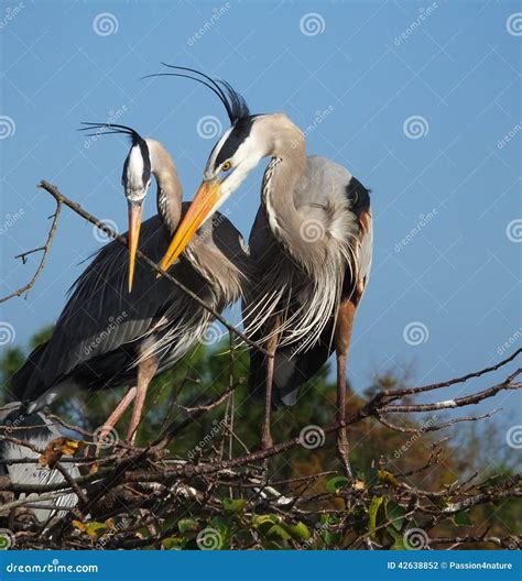 Garza De Gran Azul Ardea Herodias Foto De Archivo Imagen De Crianza