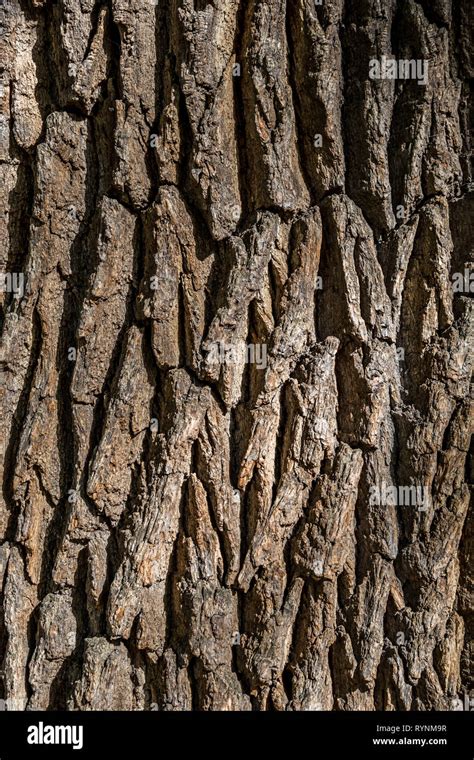 La Textura De La Corteza Con El Uso De La Madera Como Fondo Natural