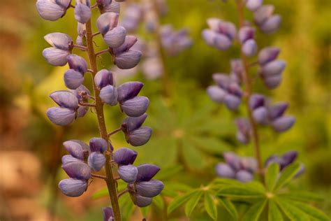 Lupinus Perennis Seed