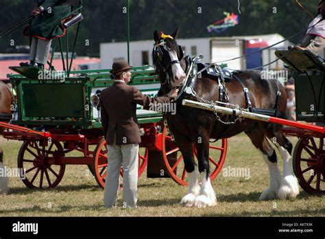 Shire Horse Pulling Dray Hi Res Stock Photography And Images Alamy