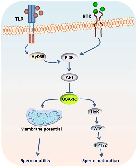 Gsk 3α Regulates Sperm Maturation Motility And Male Fertility Gsk 3α