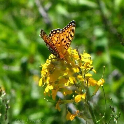 A Butterfly Sitting On Top Of A Yellow Flower