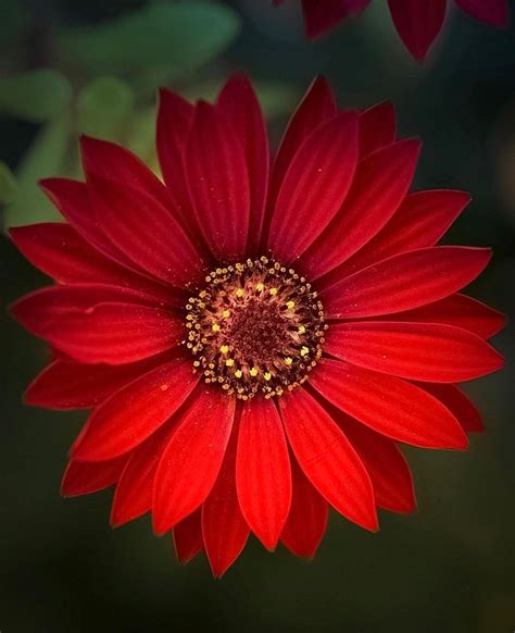 Flower Art Drawing Gerbera Amazing Flowers Red Flowers Flower