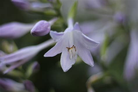 Hosta Flower Free Stock Photo - Public Domain Pictures