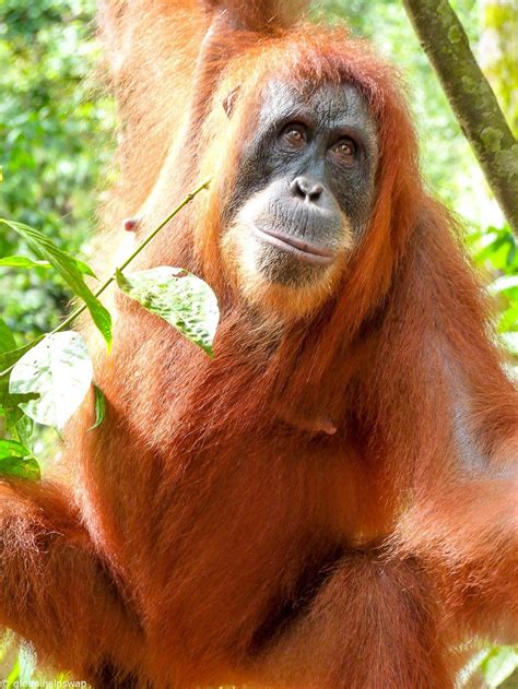 Observing The Orangutans Of Sumatra In Gunung Leuser National Park