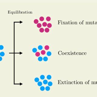 There Are Three Possible Outcomes From A Mutation Event I The Mutant