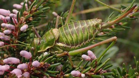 Balearic Saddle Bush Cricket Parasteropleurus Balearicus Vrouwtje