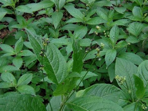 Dogs Mercury Dogs Cole Mercurialis Perennis