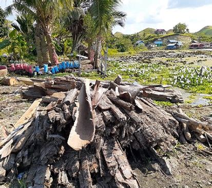 Briket Arang Dari Kulit Pohon Sagu Yang Dipamerkan Pada Festival Makan