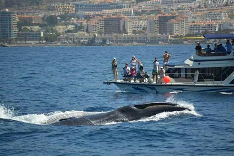 2 hours Whale Watching Tour - Tenerife - Boat trips - gettivity