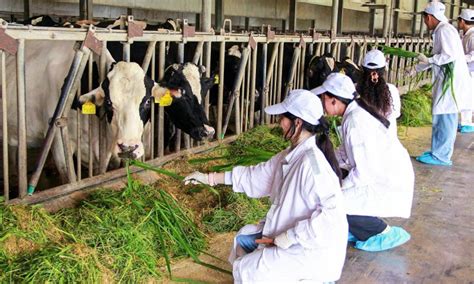 Vinamilk Green Farm: Trang trại bò sữa kiểu mẫu và hành trình xanh hóa ...
