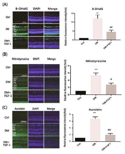 Fgf Treatment Reduced Oxidative Stress In The Rat Retinas Retinal