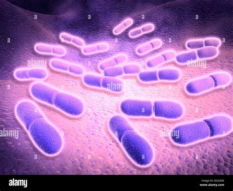 Listeria Monocytogenes Gram Stain : Arcanobacterium pyogenes - Rafe Bains