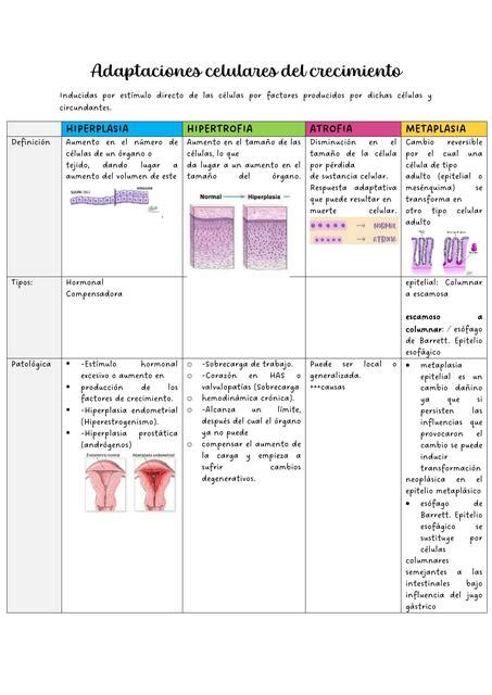 Adaptaciones Celulares Del Crecimiento Nicole Udocz