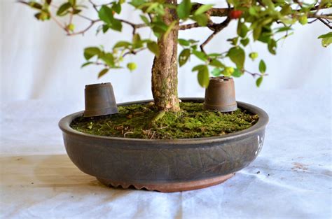 Bonsai Pitanga Frutificando Bonsai Arte Viva