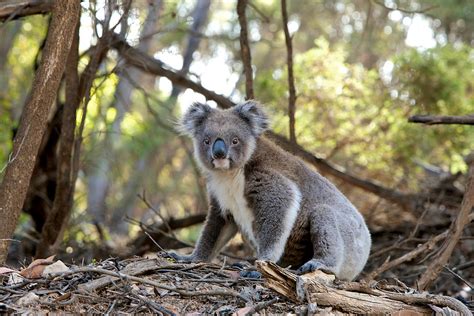 Koala Steckbrief Alles Ber Australiens Kulttier