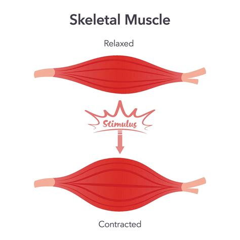 Skeletal muscle relaxation and contraction anatomy vector illustration