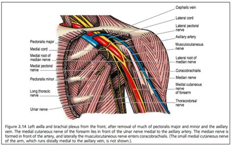 Brachial Plexus Flashcards Quizlet