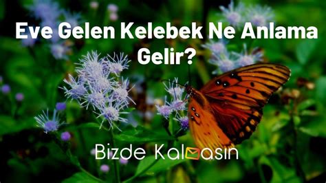 Eve Kelebek Girmesi Dinen Ne Anlama Gelir