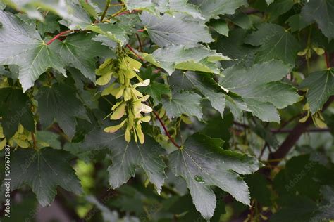 Branches With Fruits Of Acer Pseudoplatanus Tree Known As The Sycamore