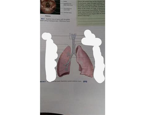 Parts Of Lungs Quiz