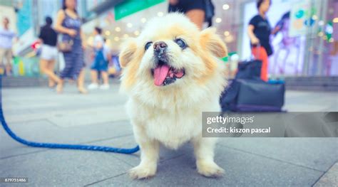 Senior Shih Tzu Walking On The Street High Res Stock Photo Getty Images