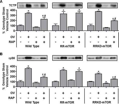 Tctp And Rps Are Upregulated During Mechanical Overload Induced Muscle