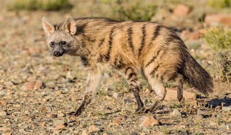 Aardwolf facts, distribution & population | BioDB